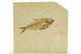 Detailed Fossil Fish (Diplomystus) - Wyoming #316597-1